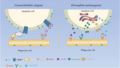 The role of secreted proteins in efferocytosis